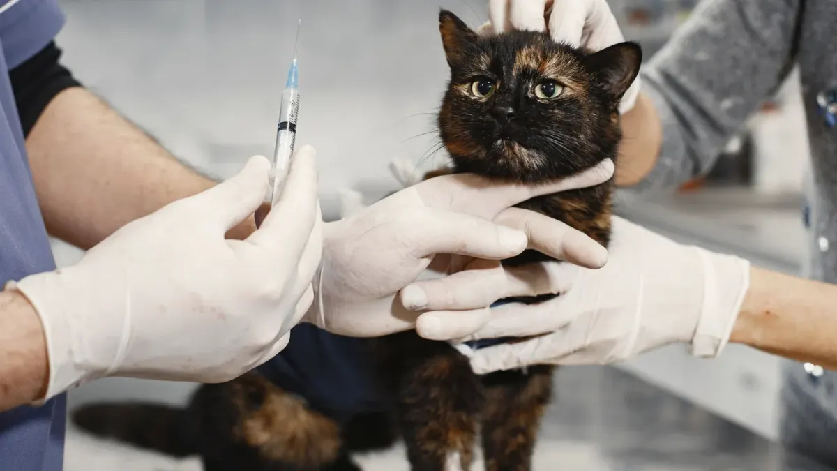 Veterinarian showing a pet owner a probiotic supplement bottle during an exam room visit