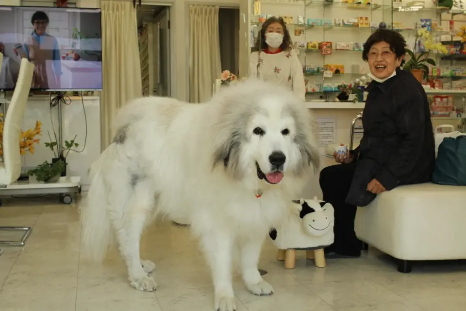 Veterinarian talking with a dog owner during a behavior consultation