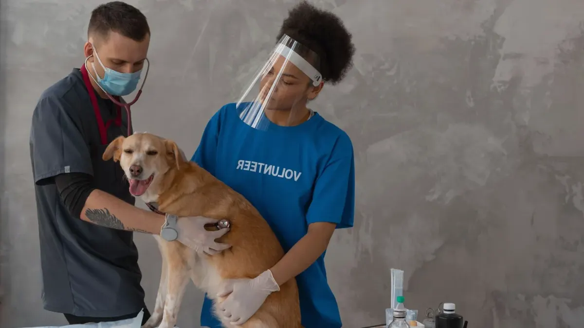 Veterinarian using a stethoscope to check a golden retriever's chest